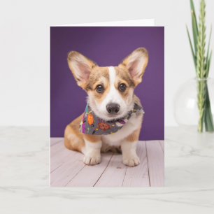 Carte Animaux de bébés cutest   Halloween Corgi