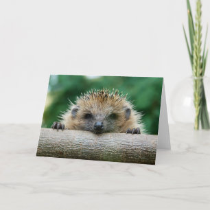 Carte Animaux de bébés cutest   Hedgehog Smile