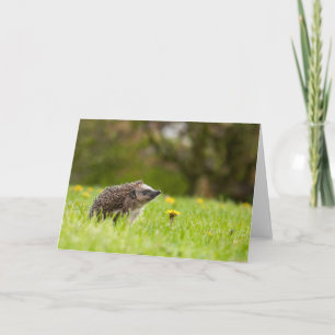 Carte Animaux de bébés cutest   Hérisson européen