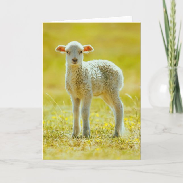 Carte Animaux de bébés cutest | Jeune mouton (Devant)
