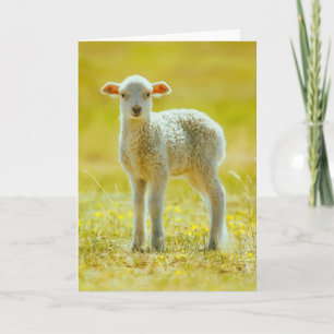 Carte Animaux de bébés cutest   Jeune mouton