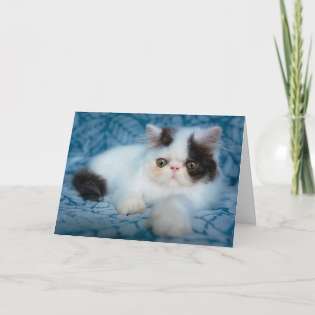Carte Animaux de bébés cutest | Kitten noir et blanc (Devant)