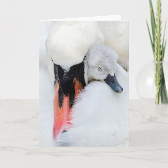 Carte Animaux de bébés cutest | Mère et bébé Mute Swan (Devant)