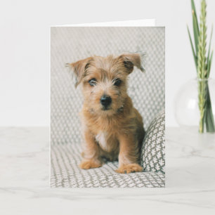 Carte Animaux de bébés cutest   Norfolk Terrier Puppy