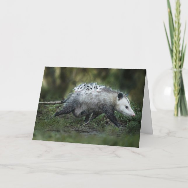 Carte Animaux de bébés cutest | Opossum Maman & Kids (Devant)