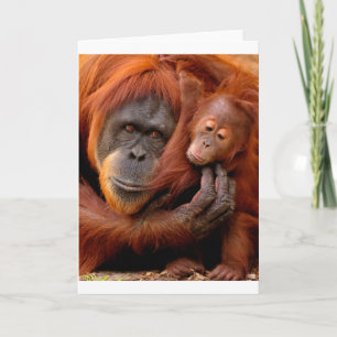 Carte Animaux de bébés cutest   Orangutan Maman & Baby