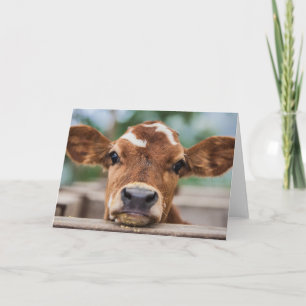 Carte Animaux de bébés cutest Petite vache