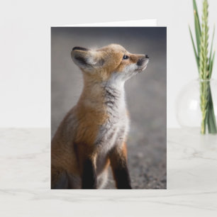 Carte Animaux de bébés cutest   Portrait Baby Fox