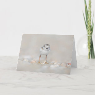 Carte Animaux de bébés cutest   Poussette de tuyauterie