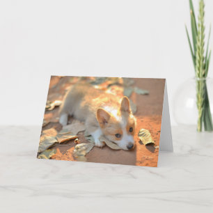Carte Animaux de bébés cutest   Shy Corgi