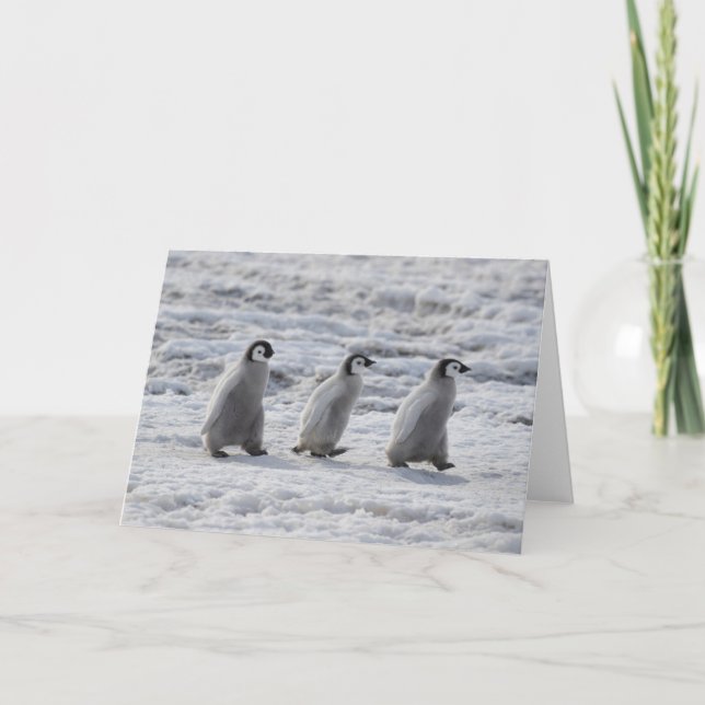 Carte Animaux de bébés cutest | Trois Épouses Penguin Em (Devant)
