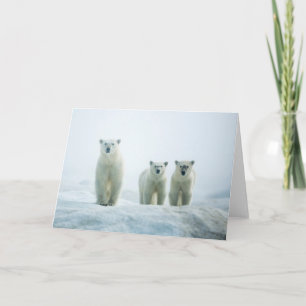 Carte Animaux de bébés cutest   Trois jeunes ours polair