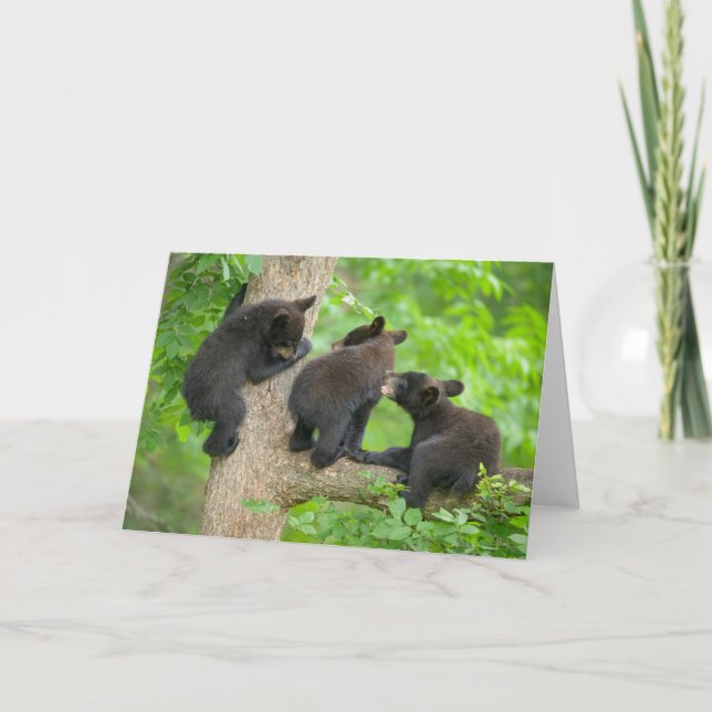 Carte Animaux de bébés cutest | Trois jeunes petits ours (Devant)