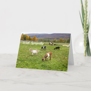 Carte Animaux Pasture de chèvres Sympathie photo Vermont