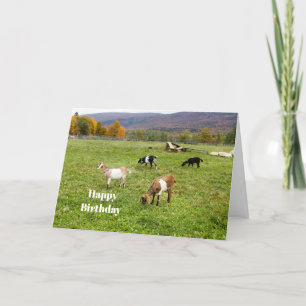 Carte Animaux Pasture de chèvres Vermont Photo Anniversa
