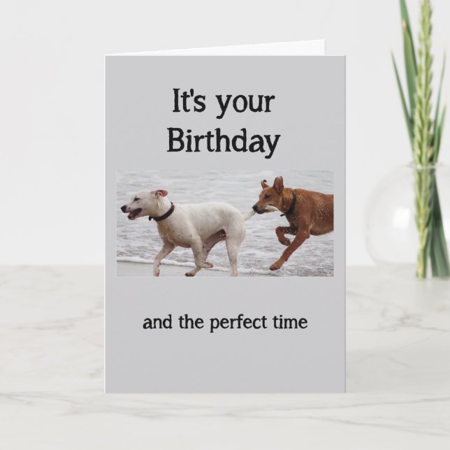 Carte Anniversaire Amusants Chiens Attraper Queue Ne Pas (Devant)
