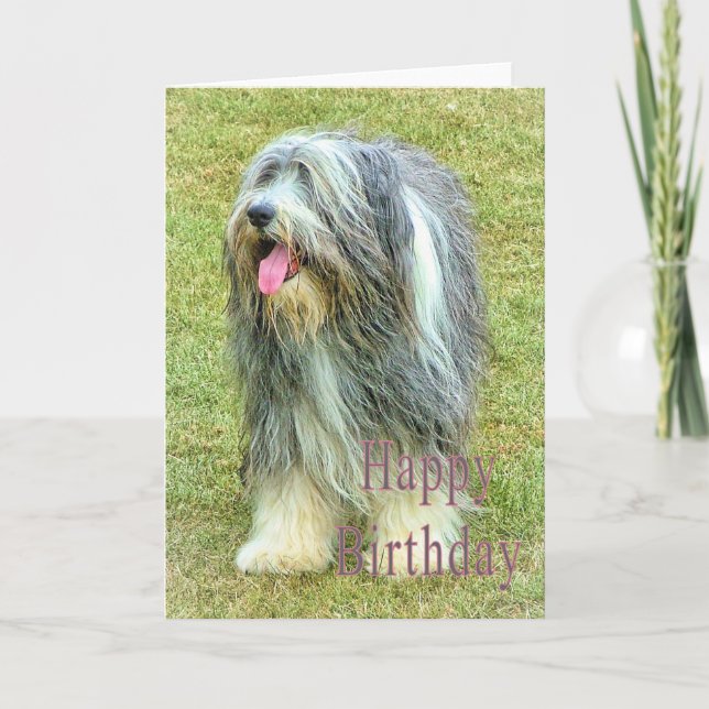 Carte Anniversaire Collie (Devant)