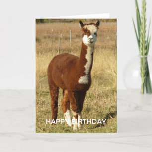 Carte Anniversaire d'Alpaca