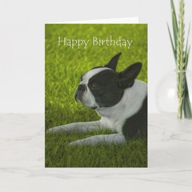 Carte Anniversaire de Boston Terrier (Devant)