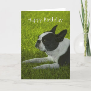 Carte Anniversaire de Boston Terrier