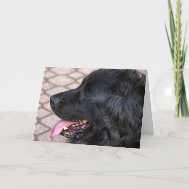 Carte Anniversaire de chien de Terre-Neuve (Devant)