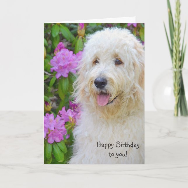 Carte Anniversaire de Goldendoodle (Devant)