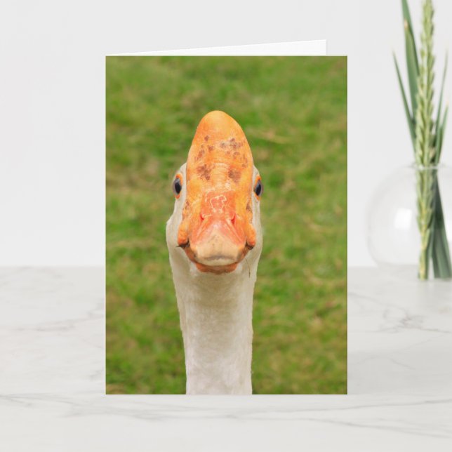 Carte Anniversaire de l'oie sotte (Devant)
