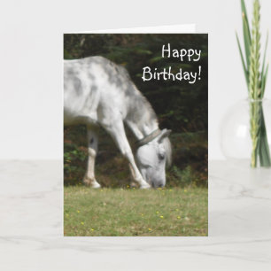 Carte Anniversaire de New Forest Pony