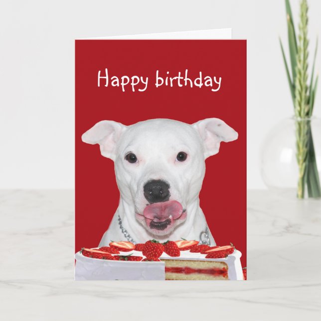 Carte Anniversaire de Pit Bull Terrier (Devant)