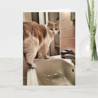 Carte Anniversaire drôle d'amoureux des chats