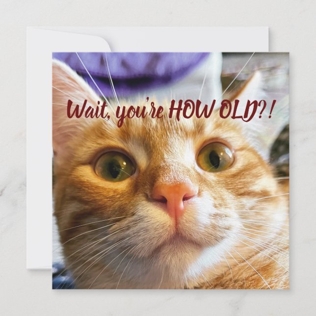 Carte Anniversaire drôle de chat (Devant)