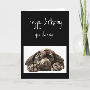 Carte Anniversaire drôle du vieux chien, Labrador Retrie