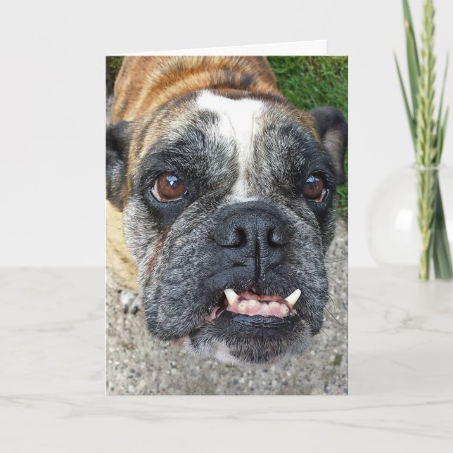 Carte Anniversaire du Bulldog anglais (Devant)