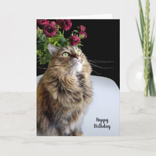 Carte Anniversaire du Maine Coon