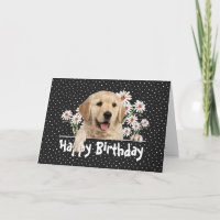 Anniversaire Golden Retriever en Pois