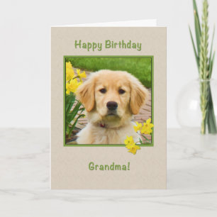 Carte Anniversaire, Grand-mère, Chien d'or, Daffodiques