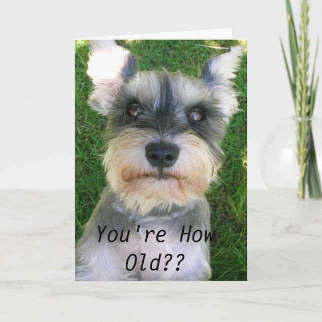 Carte Anniversaire heureux de Schnauzer (Devant)