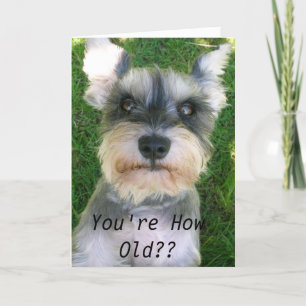 Carte Anniversaire heureux de Schnauzer