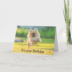 Carte Anniversaire Joyeux Chien Poméranien amusant 