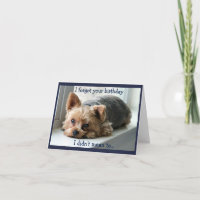Anniversaire tardif triste de Yorkie