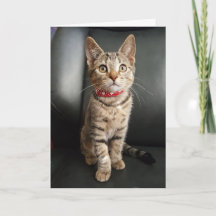 Anniversaire tigré de chaton de tigre ou tous