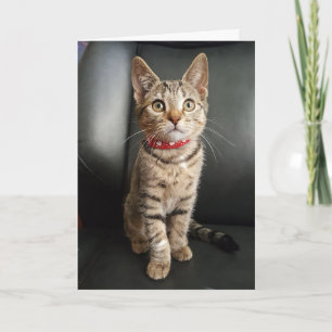 Carte Anniversaire tigré de chaton de tigre ou tous