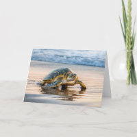 Anniversaire Turtle Walking Sur une plage