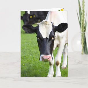 Carte Anniversaire Vache Holstein En Pâturage
