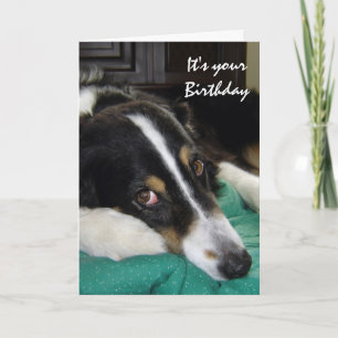 Carte Anniversaire Vieux âge Humour Frontière Collie Chi