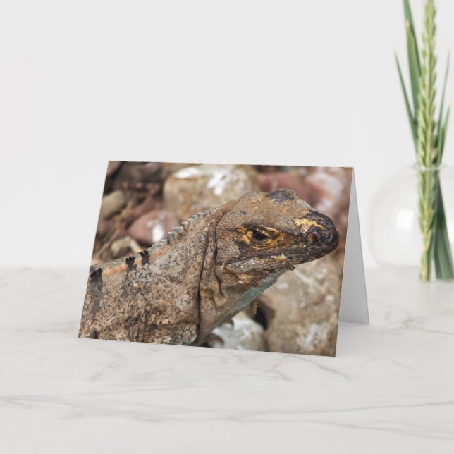 Carte Anniversaire Vieux Lizard (Devant)