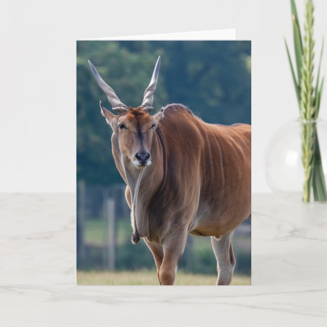 Carte Antelope Eland (Devant)