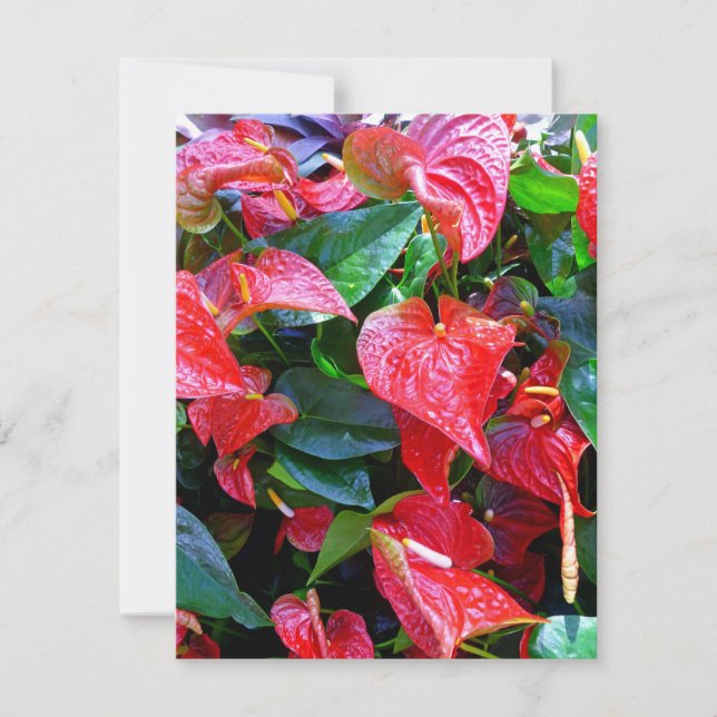 Carte Anthuriums (Devant)