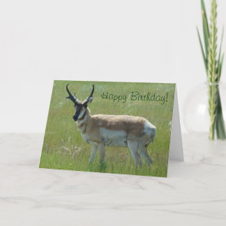 Carte Antilope d'Amérique A36 Grand Buck