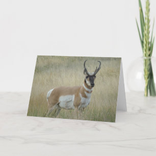 Carte Antilope d'Amérique mâle A8